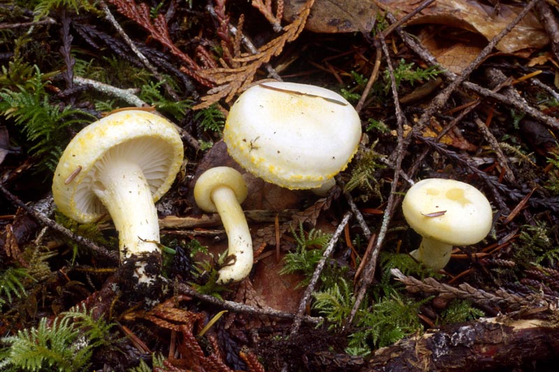 Hygrophorus chrysodon
